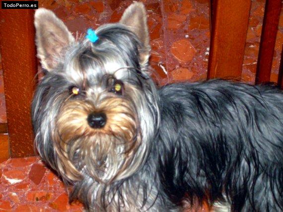 La foto del perro