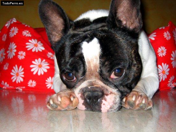 La foto del perro