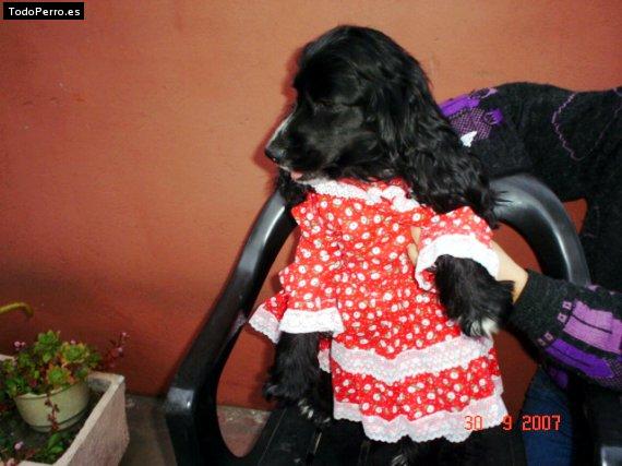 La foto del perro