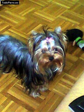 La foto del perro