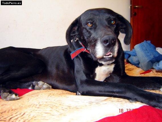 La foto del perro