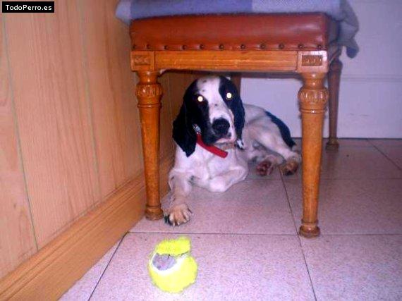 La foto del perro