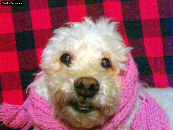 La foto del perro