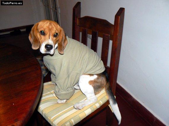 La foto del perro
