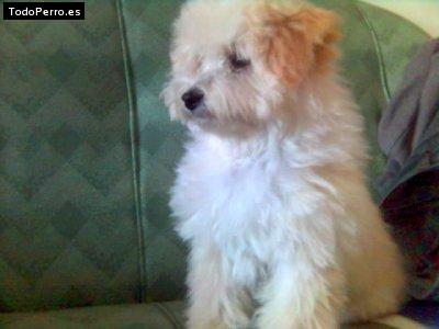 Foto del perro Max