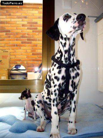 La foto del perro