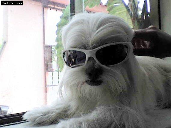 La foto del perro