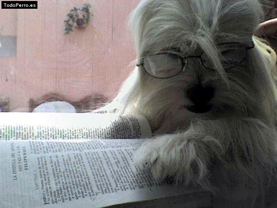 La foto del perro