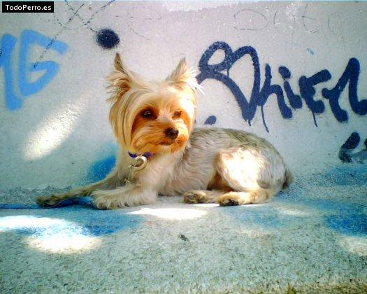 La foto del perro