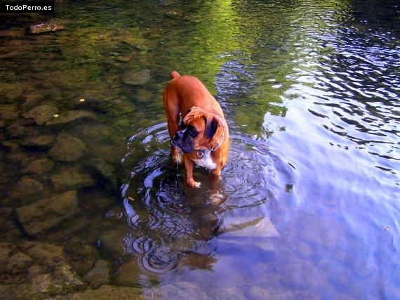La foto del perro