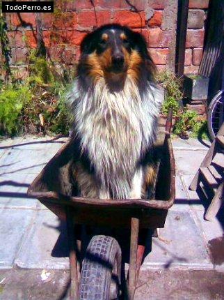 La foto del perro