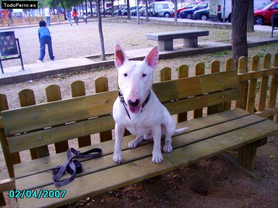 La foto del perro