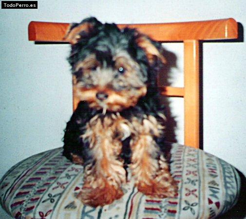 La foto del perro