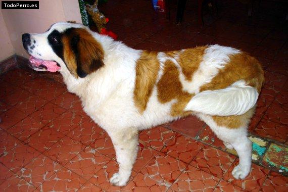 Foto del perro Tom