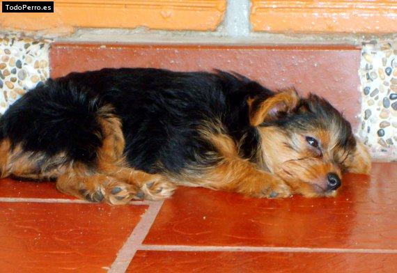 La foto del perro