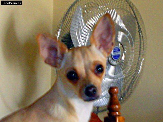 La foto del perro
