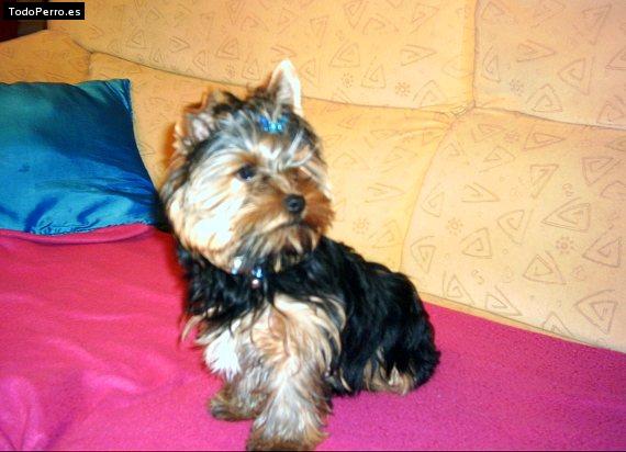 La foto del perro