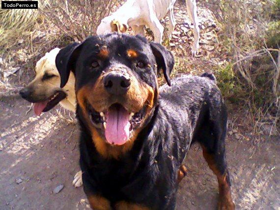 La foto del perro