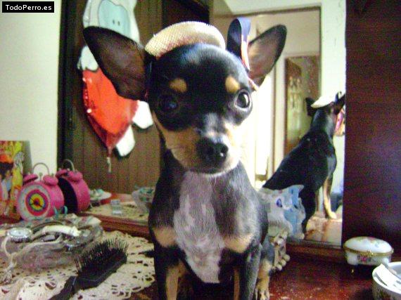 La foto del perro