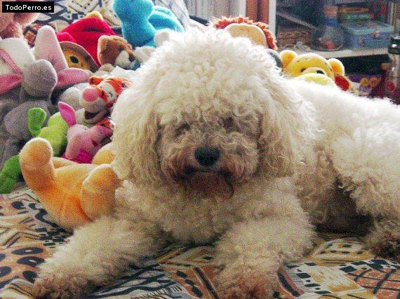 La foto del perro