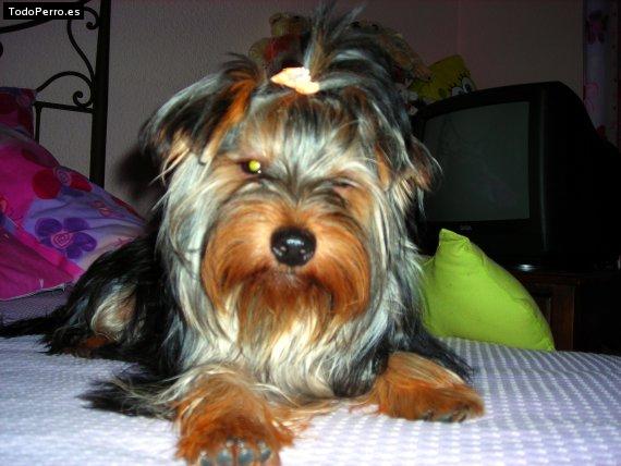 La foto del perro