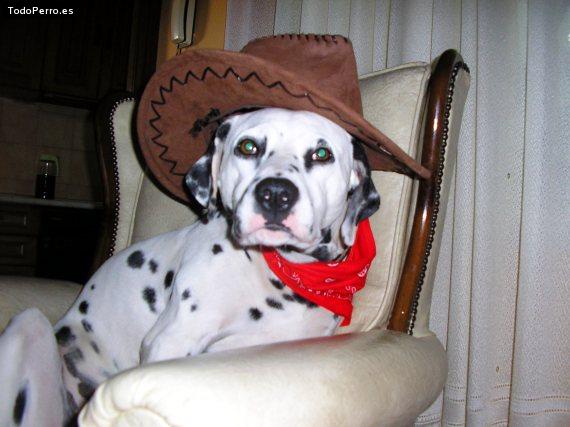 La foto del perro
