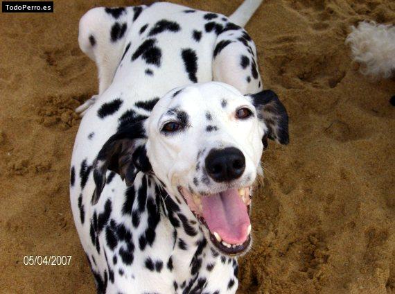 La foto del perro