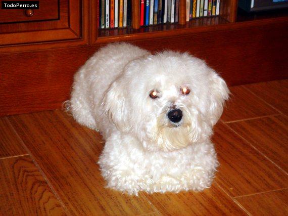 La foto del perro
