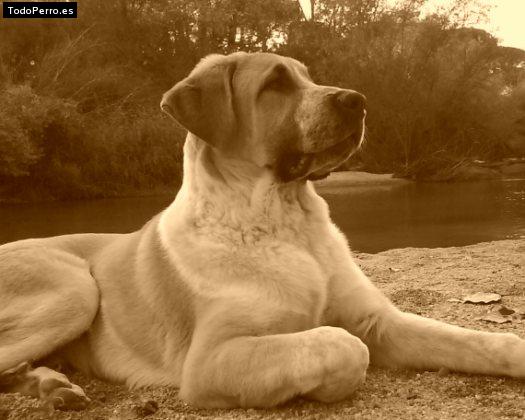 La foto del perro