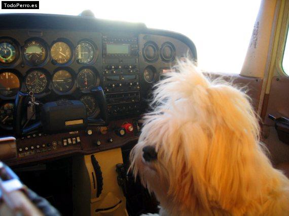 La foto del perro