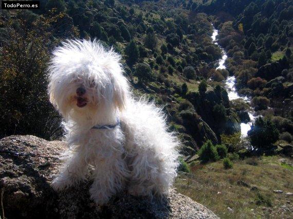 La foto del perro