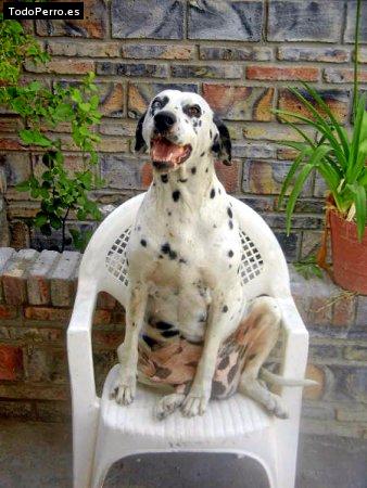 La foto del perro