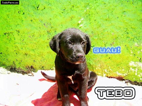 Foto del perro Tebo