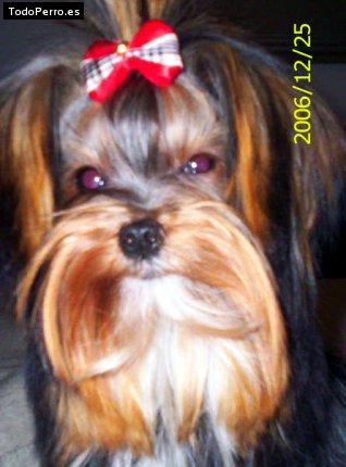 La foto del perro