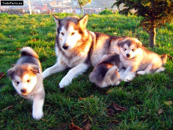 Foto del perro Tara