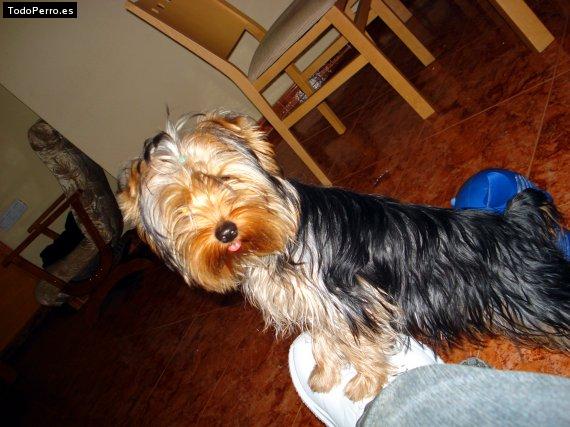 La foto del perro