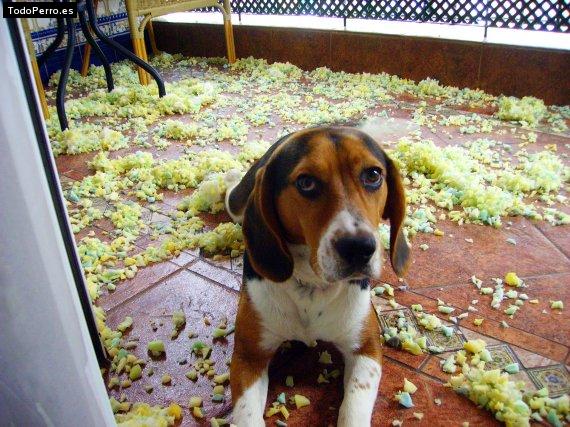 La foto del perro