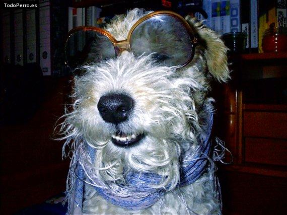 La foto del perro