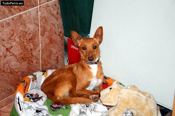 La foto del perro