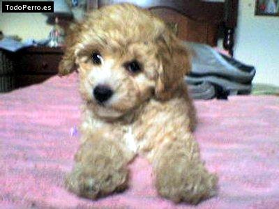 Foto del perro Mini