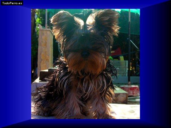La foto del perro