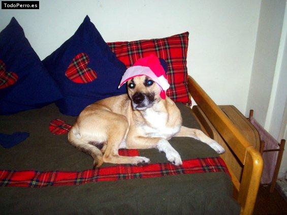 La foto del perro