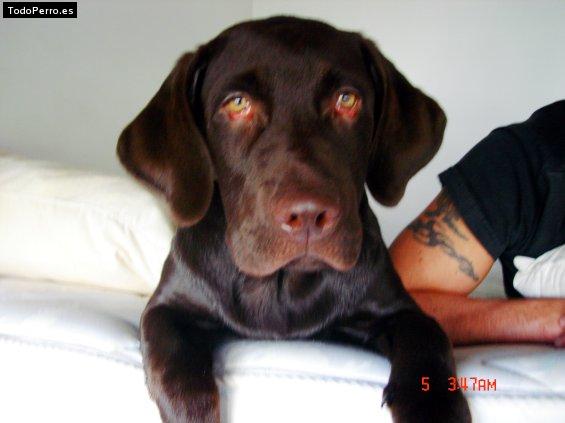 La foto del perro