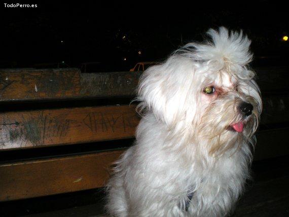 La foto del perro
