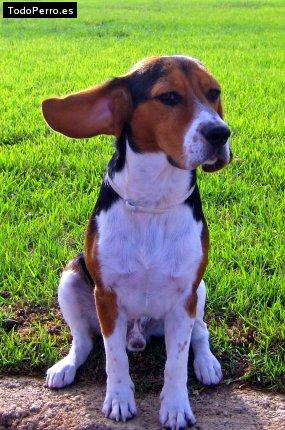 La foto del perro