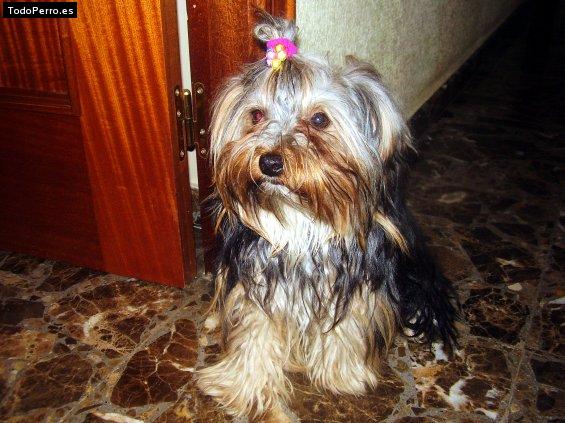 La foto del perro