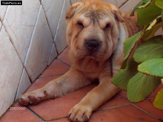 La foto del perro