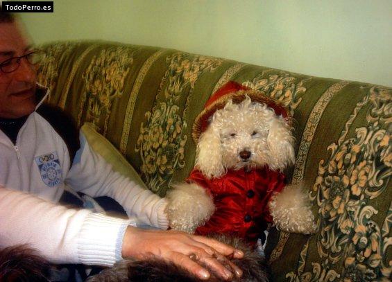 La foto del perro