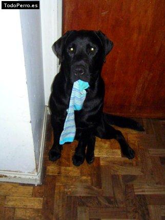La foto del perro