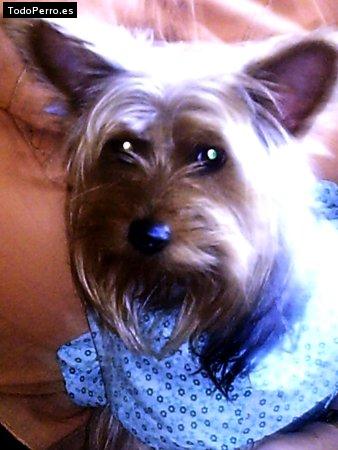 Foto del perro Morgana